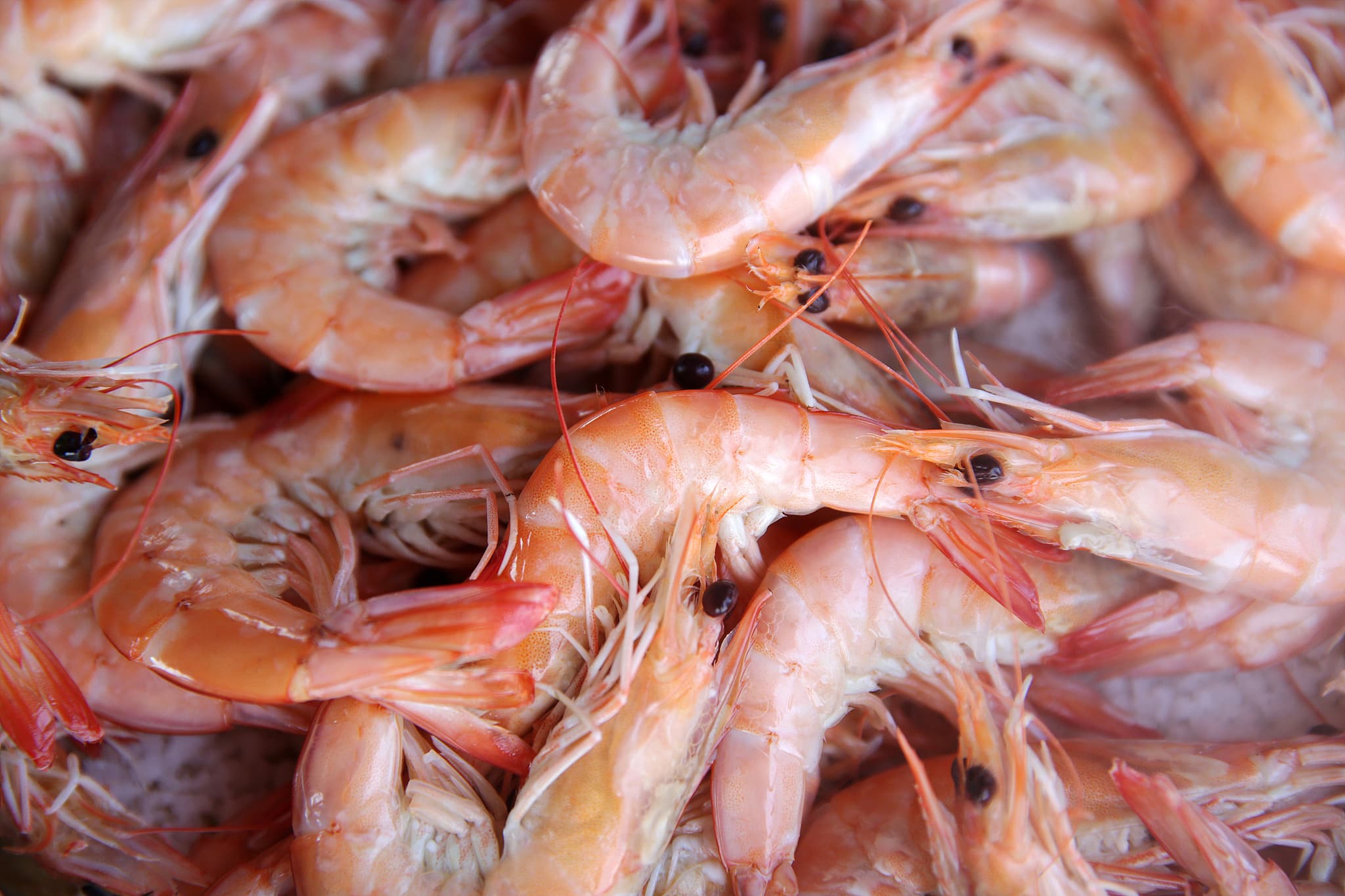 Shrimp supply chain impact
